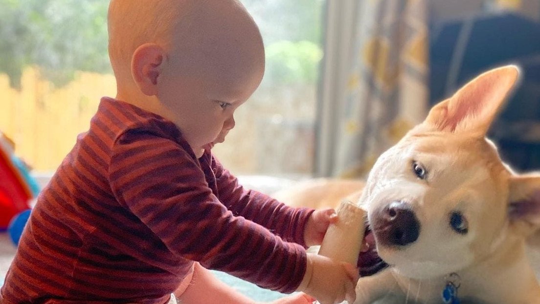 El inesperado beneficio para la salud de los bebés de tener un perro en casa
