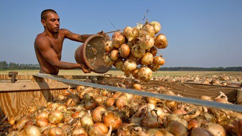 92% de trabajadores agrícolas en EE.UU. expresó que las redadas migratorias y las deportaciones han afectado su empleo