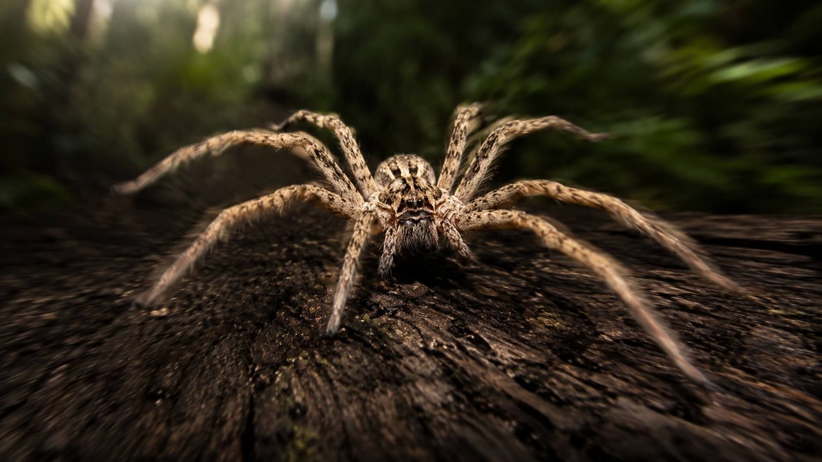 Descubren cuál es la araña más rápida del mundo y puede correr más deprisa que una persona