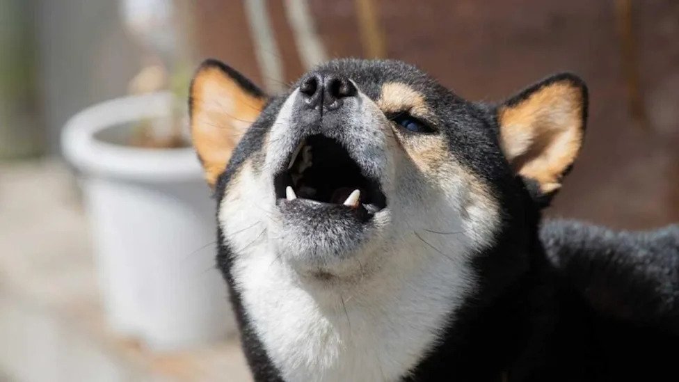 El envejecimiento de las mascotas impulsa la demanda de alimentos premium y especializados en México
