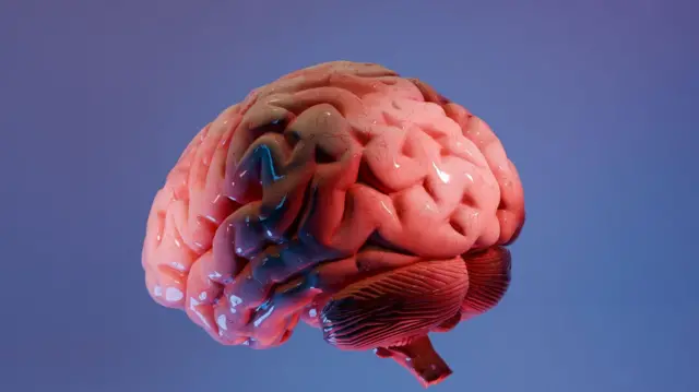 El revolucionario “atlas” que está ayudando a los científicos a mapear la última frontera del cerebro