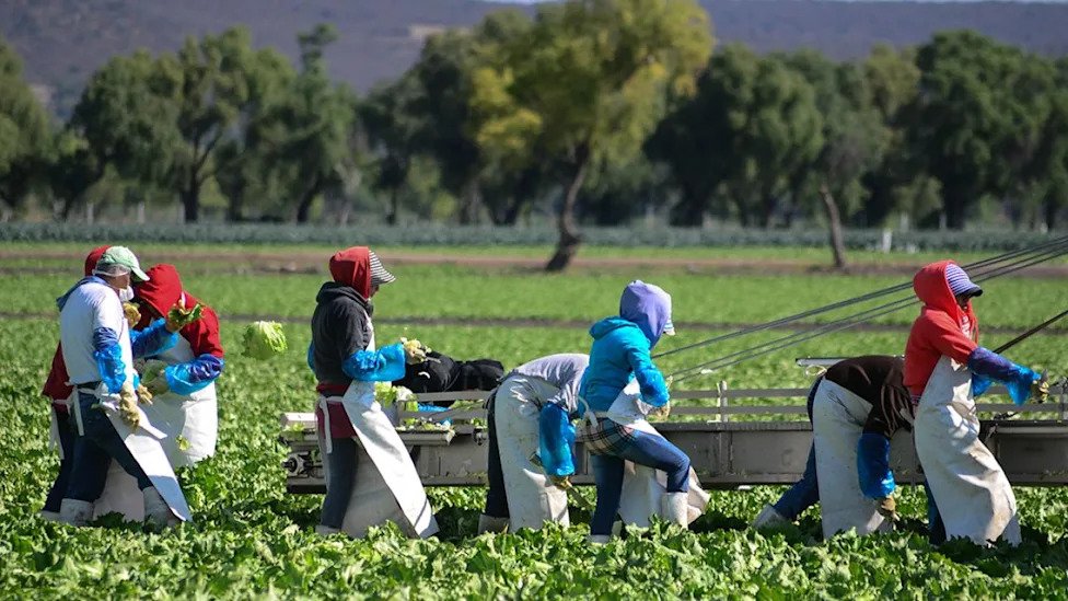 FDA confirma que brote de ciclosporiasis apunta a lechuga iceberg de Taylor Farms en México