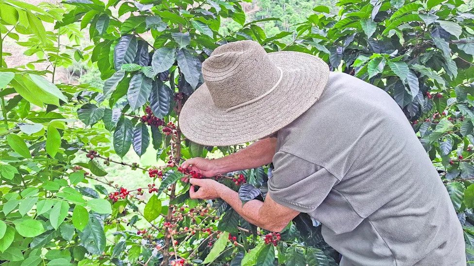 Colombia: envíos de café se paralizaron tras terremoto de 7.4 grados