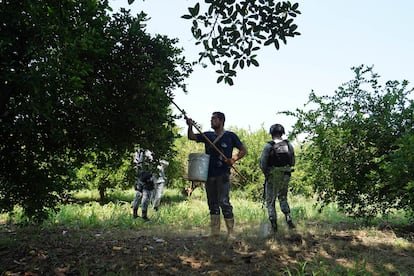 Estados Unidos reanuda la importación de aguacates de México tras una semana de suspensión de actividades en Michoacán
