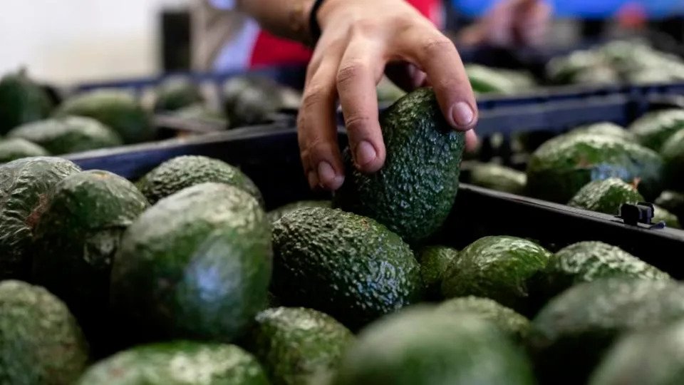 ¿Qué pasa con el aguacate en México? EE.UU. podría frenar su exportación tras suspender inspecciones en Michoacán