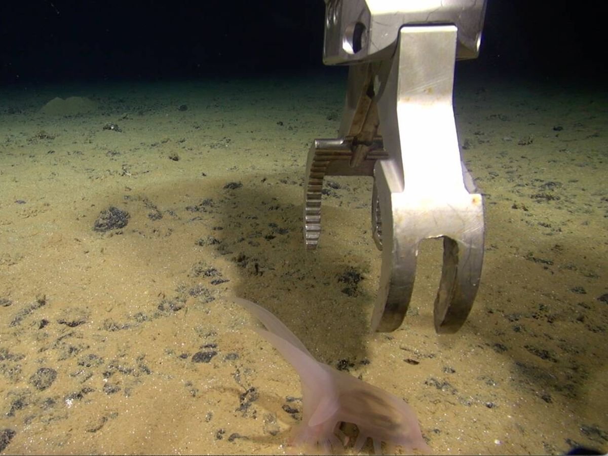 Argentina se sumerge a 2.000 metros en un cañón submarino inexplorado y encuentra 27 pruebas de que algo llegó antes