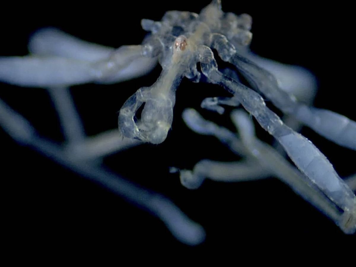 Canadá explora las profundidades del océano y encuentra un ser vivo azul con pies peludos, tres labios en la boca y ojos rojos