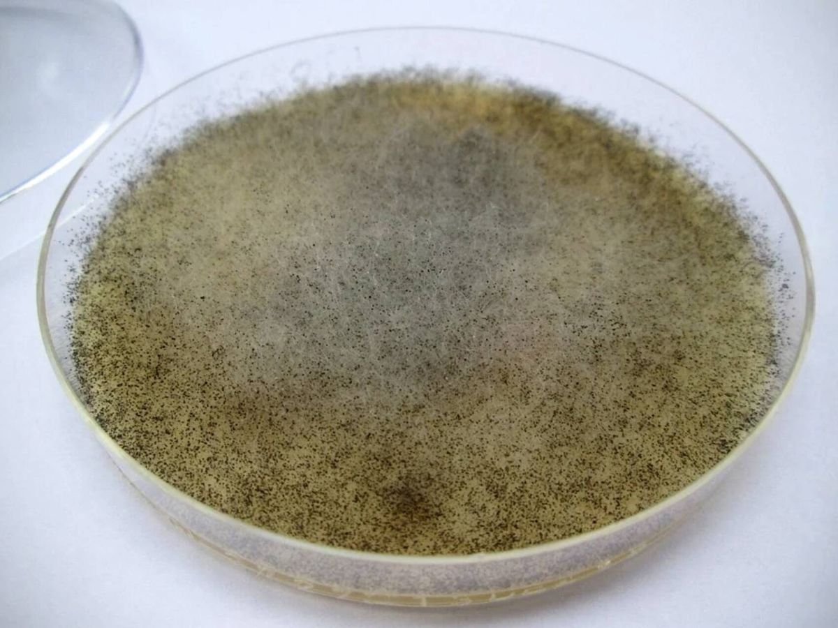 China analiza la microbiota humana y encuentra un hongo capaz de mitigar los estragos de la radiación
