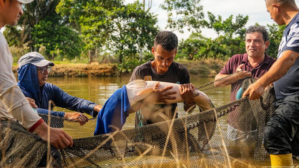 Colombia Sostenible, una apuesta para alcanzar la paz en el ámbito rural