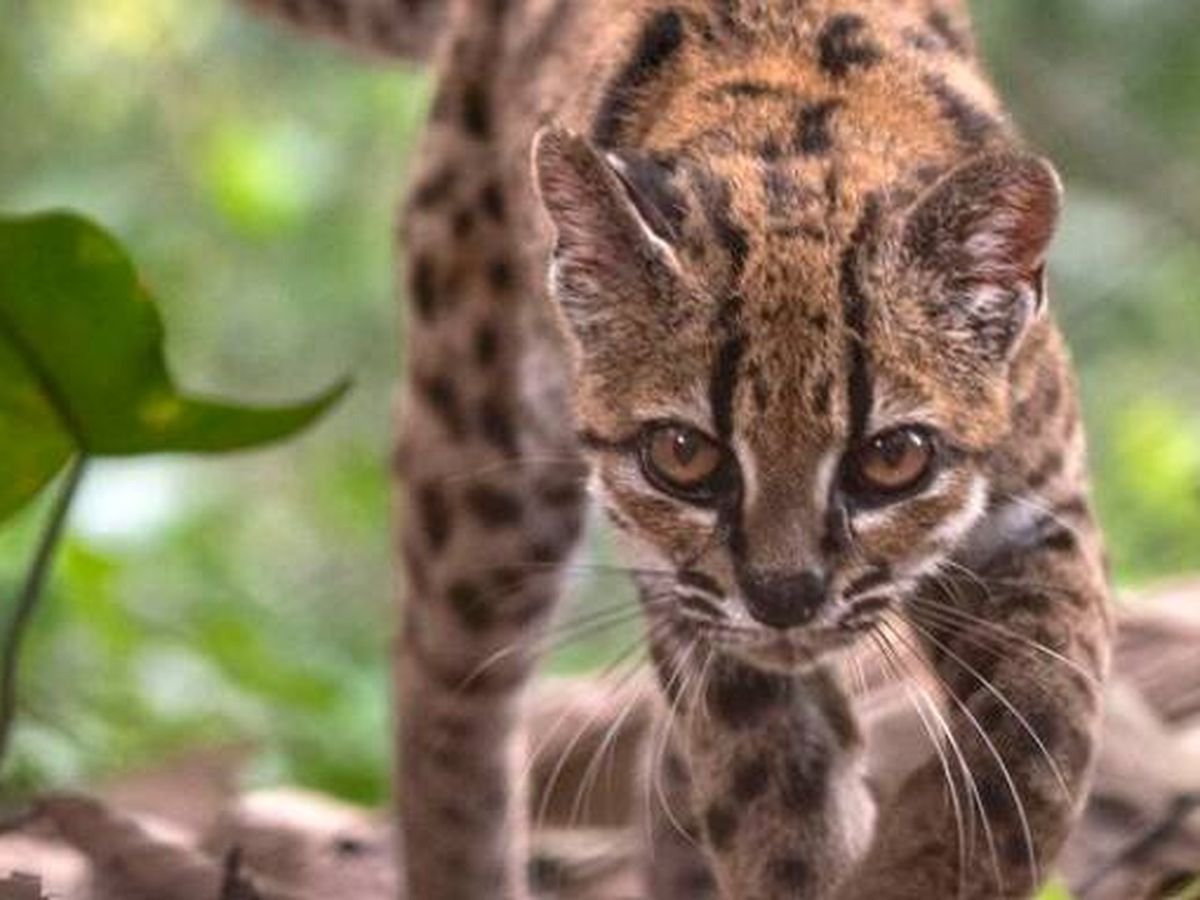 Descubren una nueva especie de gato desconocida en Bolivia