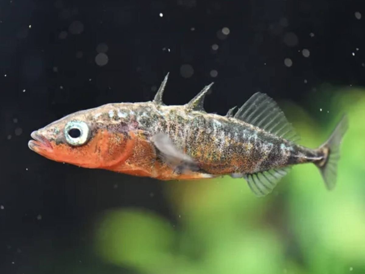 El 2011, Japón sufrió el 4º mayor terremoto de la historia: hoy sabemos que hizo posible un animal que nunca debió existir