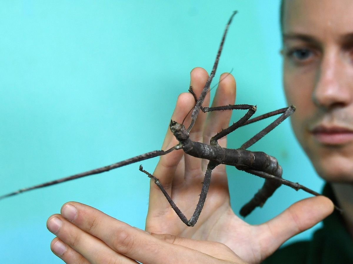 Exploran una selva tropical en Australia y descubren dos nuevas especies de insectos palo gigantes