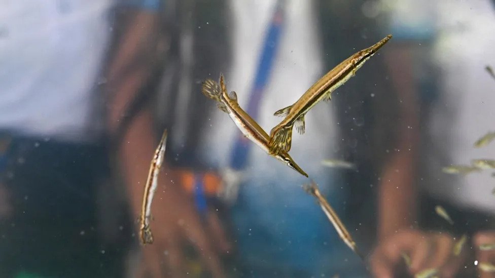 Guatemala busca asegurar la supervivencia del pejelagarto, el pez “fósil”