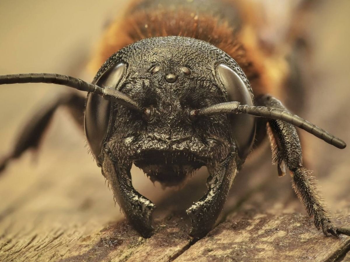 Un árbol exótico procedente de Asia está permitiendo que una abeja gigante invasora se expanda por España